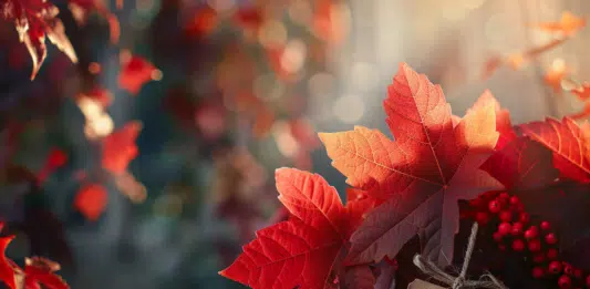 Feuilles de vigne rouge Bio : vertus et bienfaits pour la santé