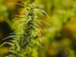 Les bienfaits des fleurs de CBD
