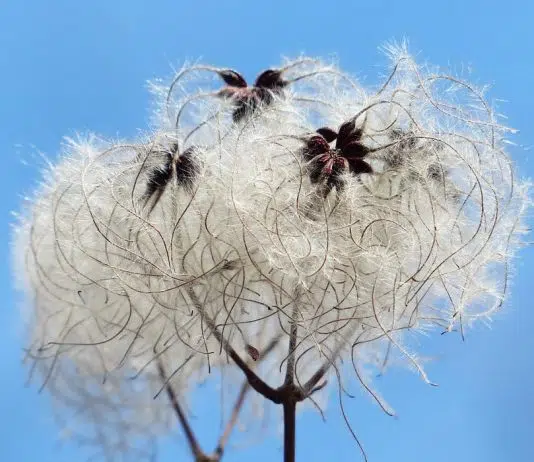 Huile de coton : tous les avantages pour la santé