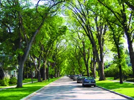 Les arbres pour dépolluer les villes : mythe ou réalité ?