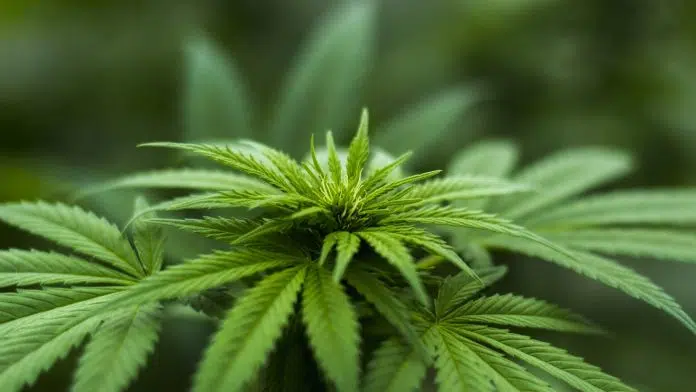 La Suisse autorise la culture de cannabis et de chanvre 