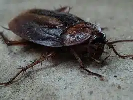 Le traitement par un professionnel pour exterminer les blattes et les cafards