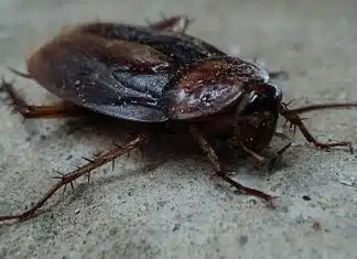 Le traitement par un professionnel pour exterminer les blattes et les cafards