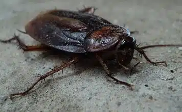 Le traitement par un professionnel pour exterminer les blattes et les cafards